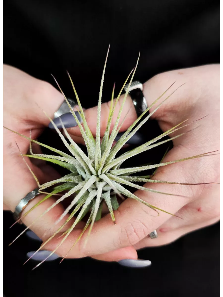 Тилландсия Ионанта Зеленая (Tillandsia Ionantha Green)