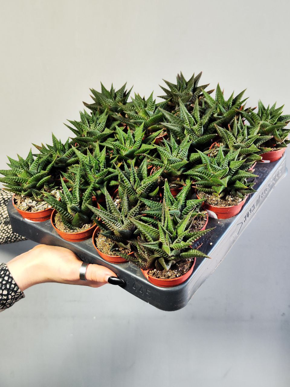 Хавортия Лимифолия (Haworthia Limifolia) D5см