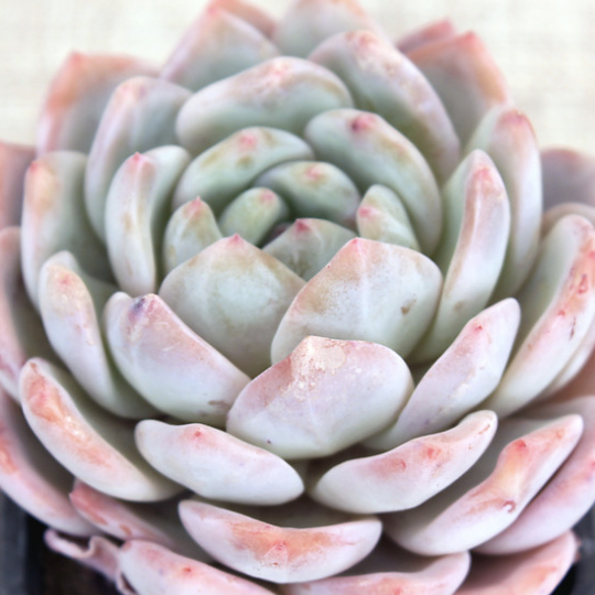 Эхеверия Монро (Echeveria Monroe) D5см