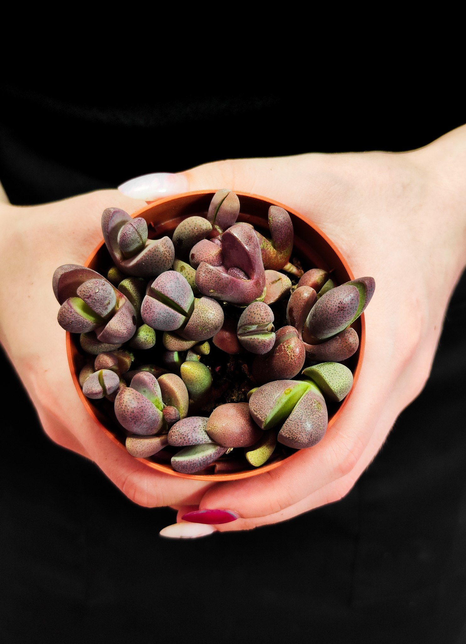 Плейоспилос Неля Рубра (Pleiospilos Nelii Rubra) D8см
