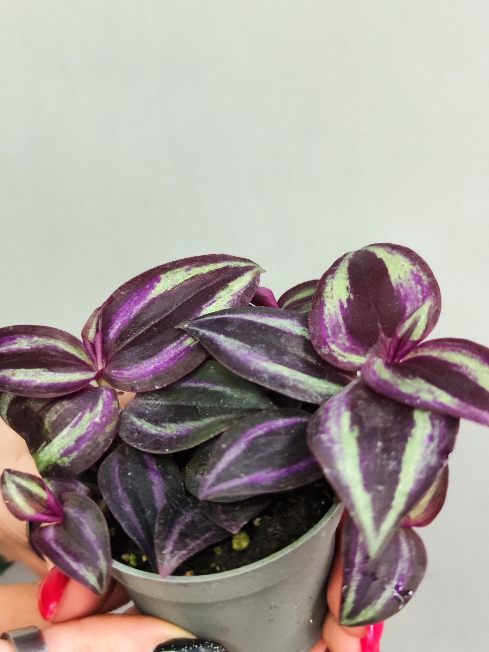 Традесканция Пурпл Джой (Tradescantia Purple Joy)  D6см