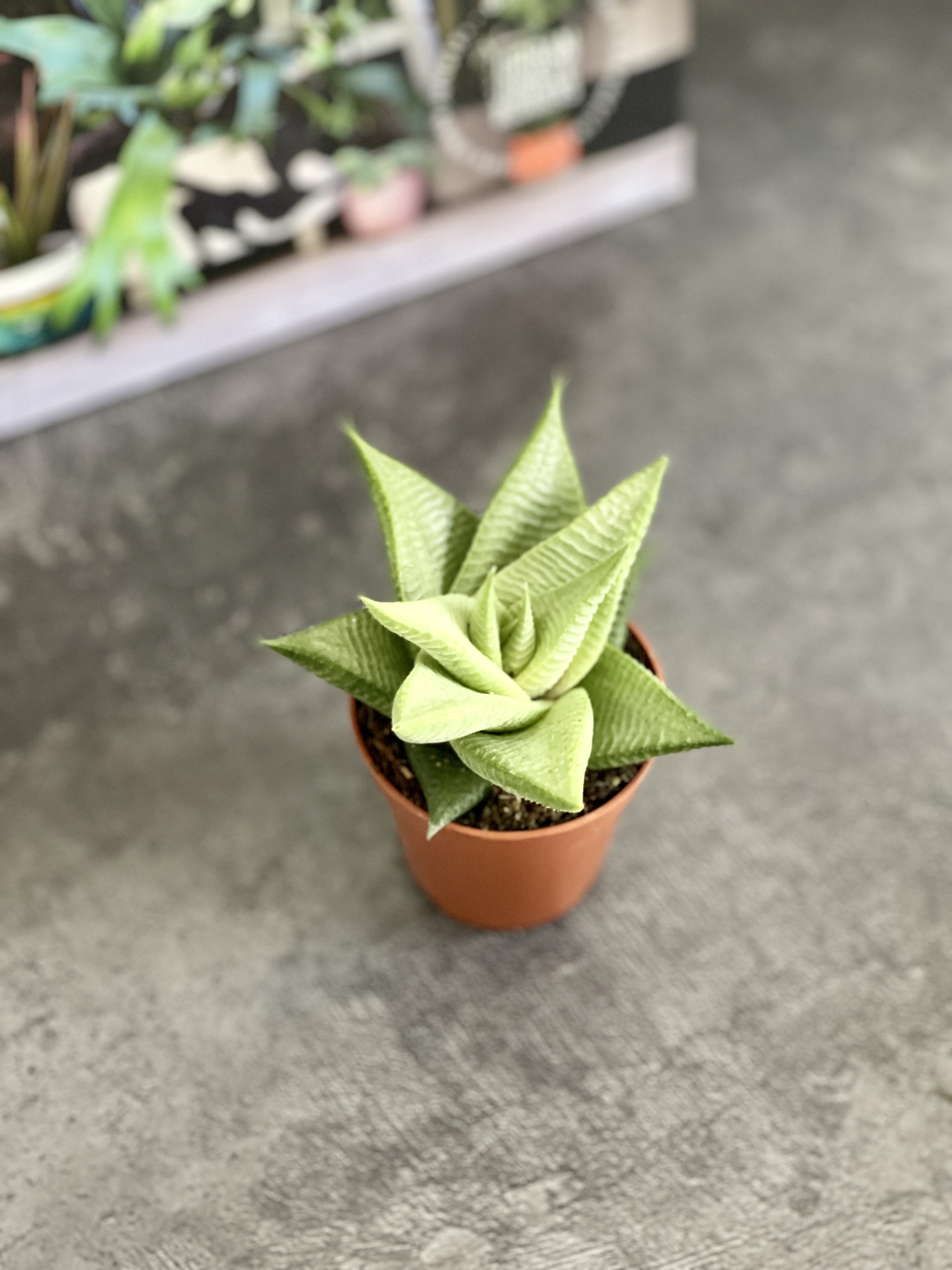 Хавортия Лимифолия Роукс (Haworthia Limifolia Roux) D5см