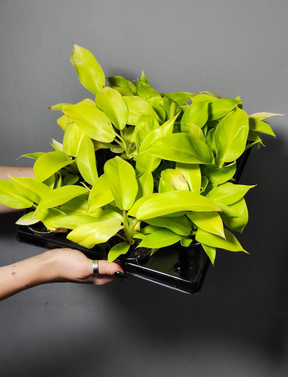 Филодендрон Муншайн (Philodendron Moonshine) D6см