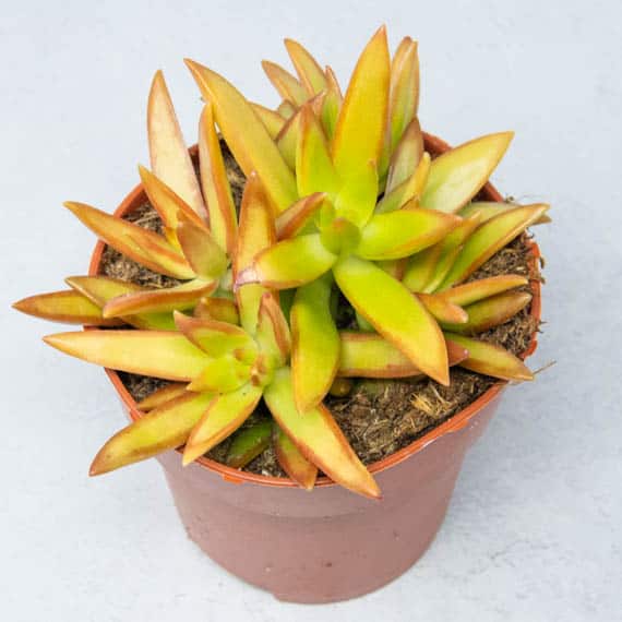 Седум Адольфа (Sedum Adolphii) D8см