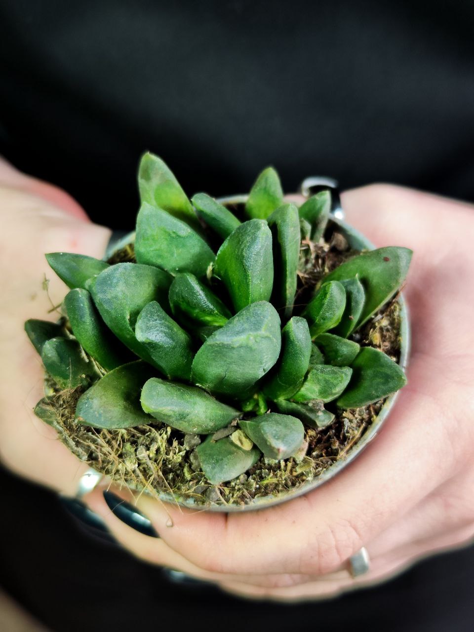 Хавортия Маугани (Haworthia Maughanii) D6,5см