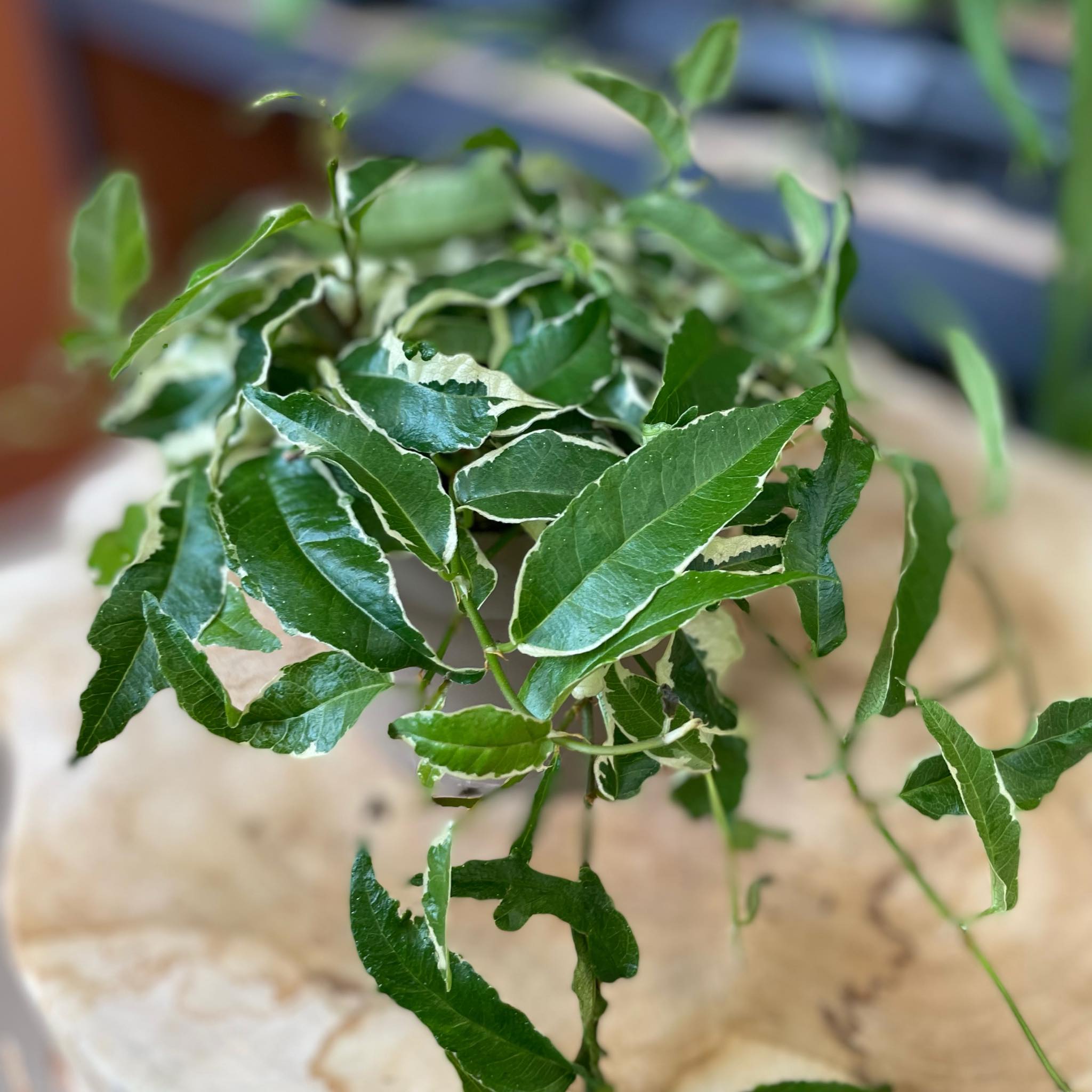 Фикус Радиканс Вайт (Ficus Radicans White) D12см