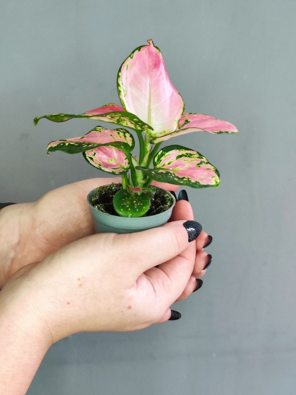 Аглаонема Красный Циркон (Aglaonema Red Zirkon) D6см