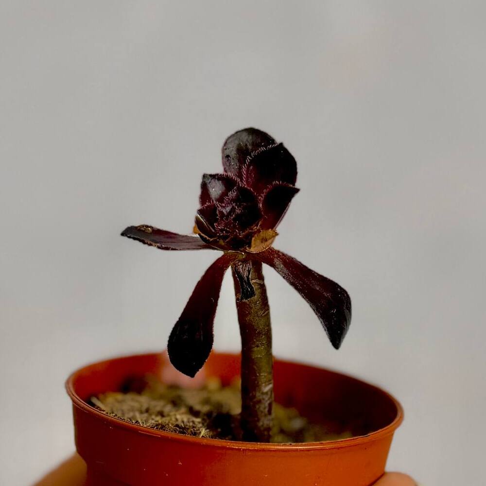 Эониум Шварцкопфа уценка (Aeonium Schwarzkopf) D5см
