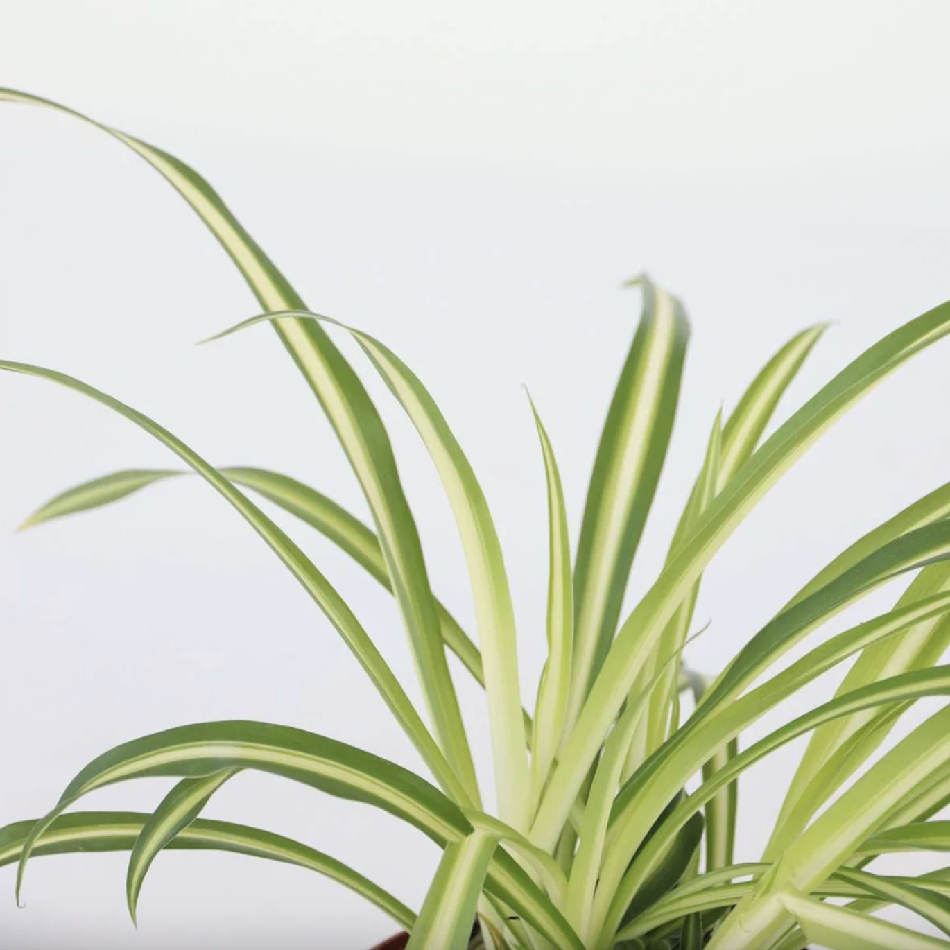 Хлорофитум Хохлатый (Chlorophytum Comosum) D12см