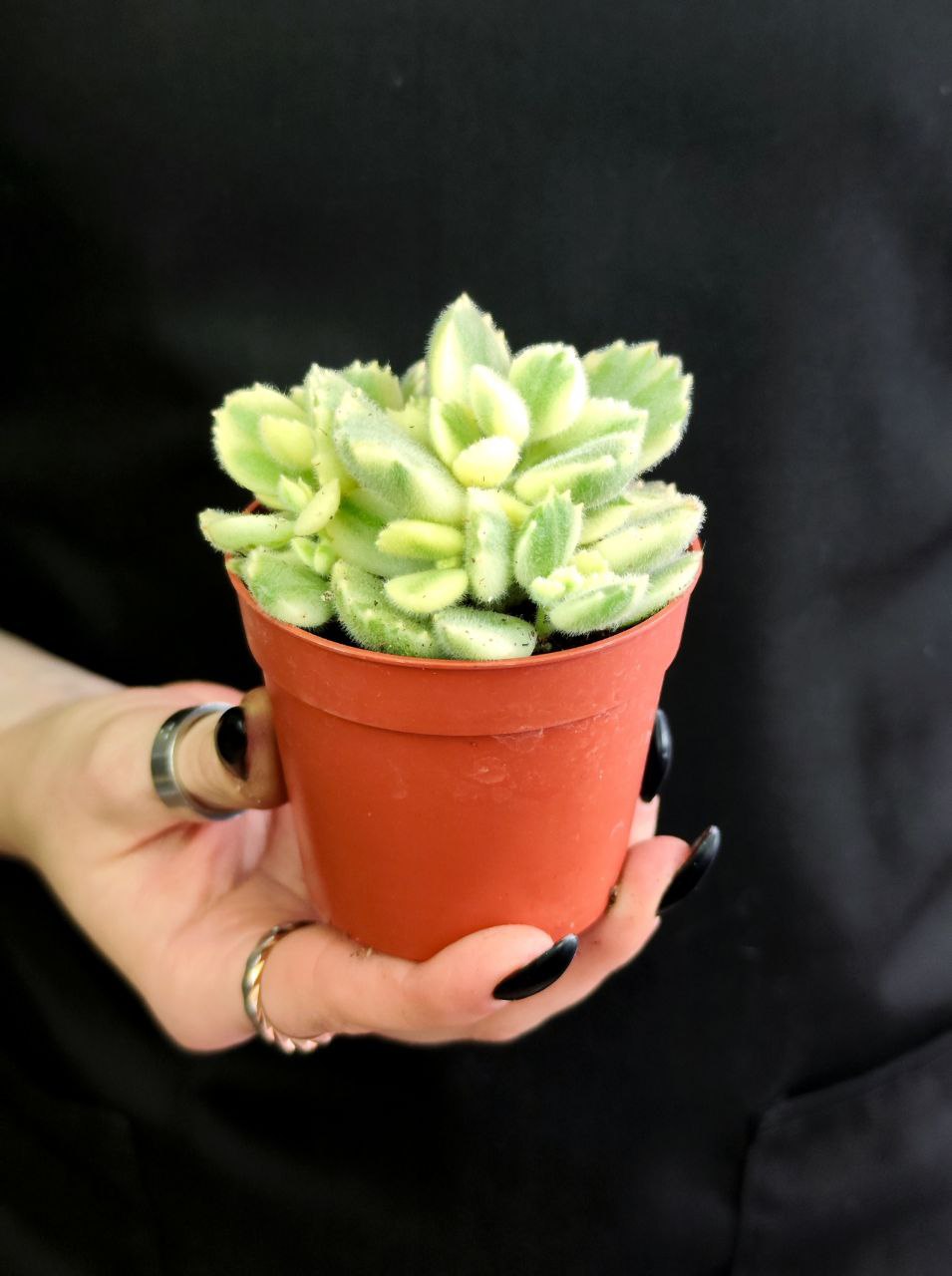 Котиледон Томентоза Леди Смит Вариегатный (Cotyledon Tomentosa Subsp. Ladismithiensis) D6,5см