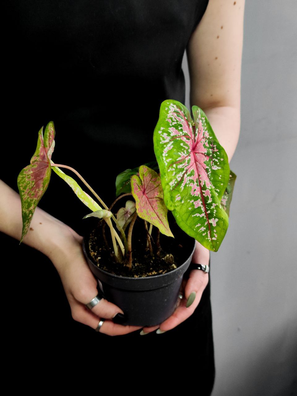 Каладиум Пинк Бьюти (Caladium Pink Beauty) D12см