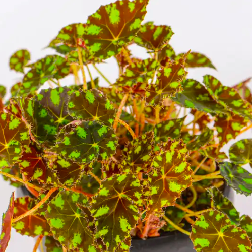 Бегония Бауэра Тигровая (Begonia Bowerae "Tiger")  D12см