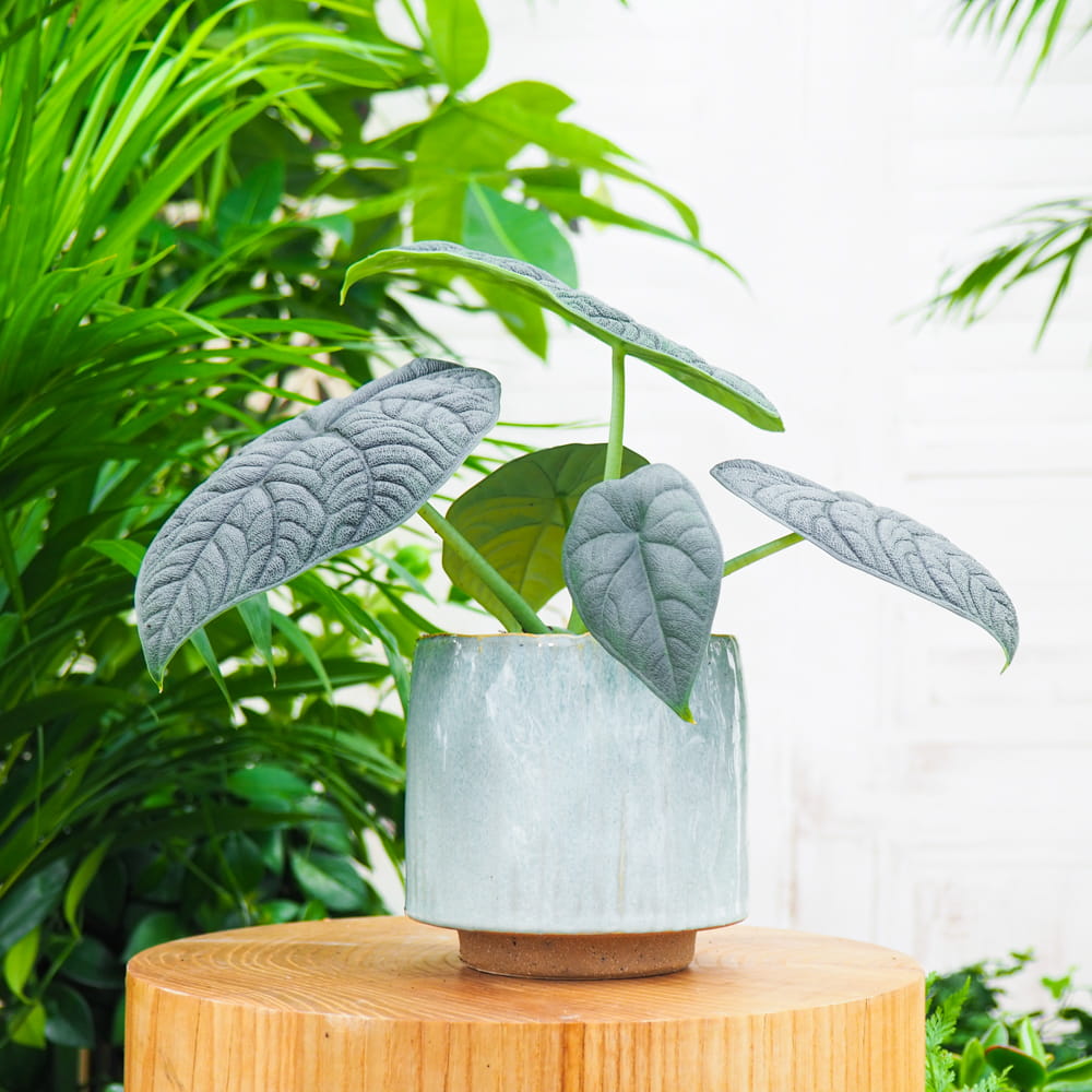 Алоказия Мело (Alocasia Melo) D6см