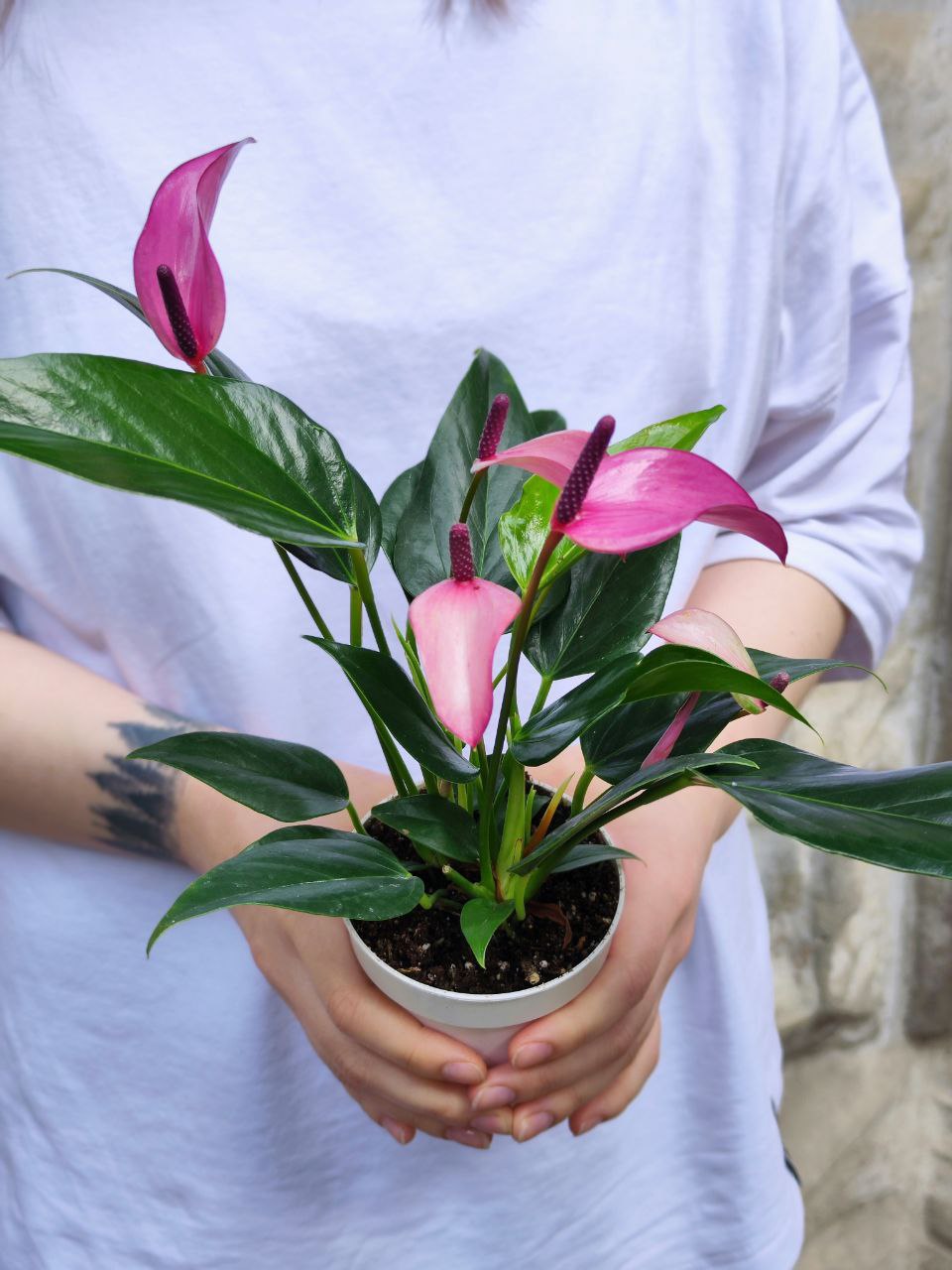 Антуриум Андре Зизу (Anthurium Andre Zizou) D9см