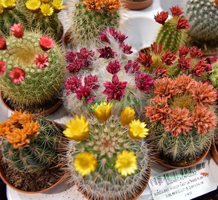 Цветущий Кактус Микс (Cactus Mix with flower) D5см