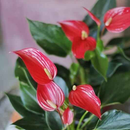 Антуриум Лилли Ред (Anthurium Lilli Red) D9см