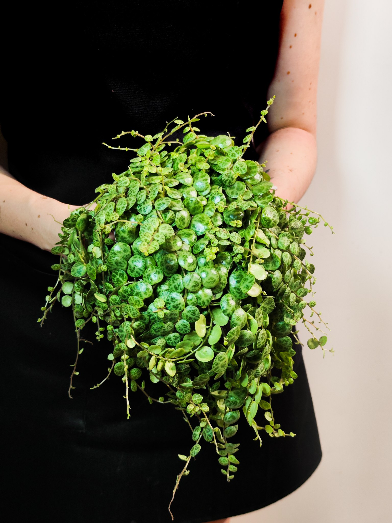 Пеперомия Прострата (Peperomia Prostrata) D12см