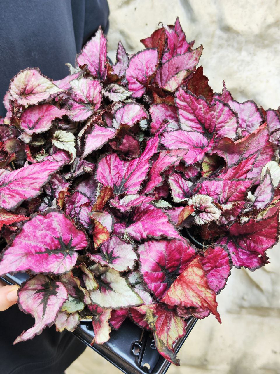 Бегония Индийское Лето, или Индиан Саммер (Begonia Beleaf Indian Summer) D6см
