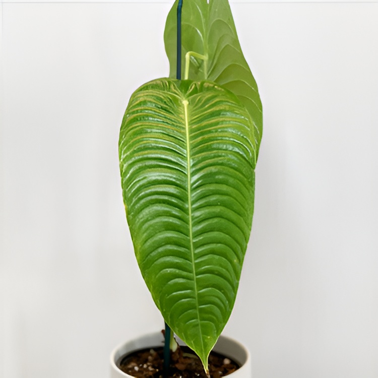 Антуриум Вейча, или Король Антуриум (Anthurium Veitchii) D12см