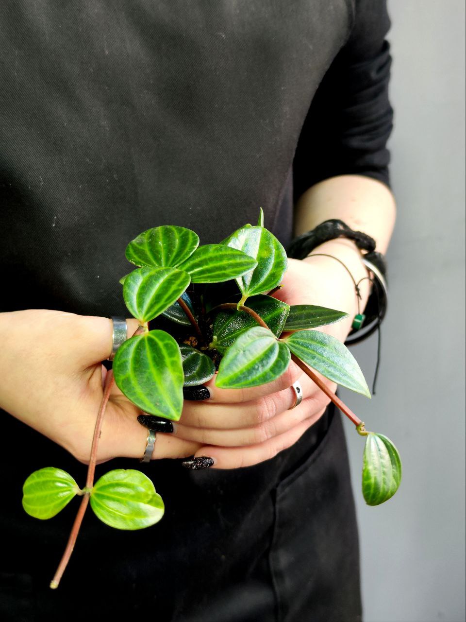 Пеперомия Ангулата Страйб (Peperomia Angulata Stribe) D5см