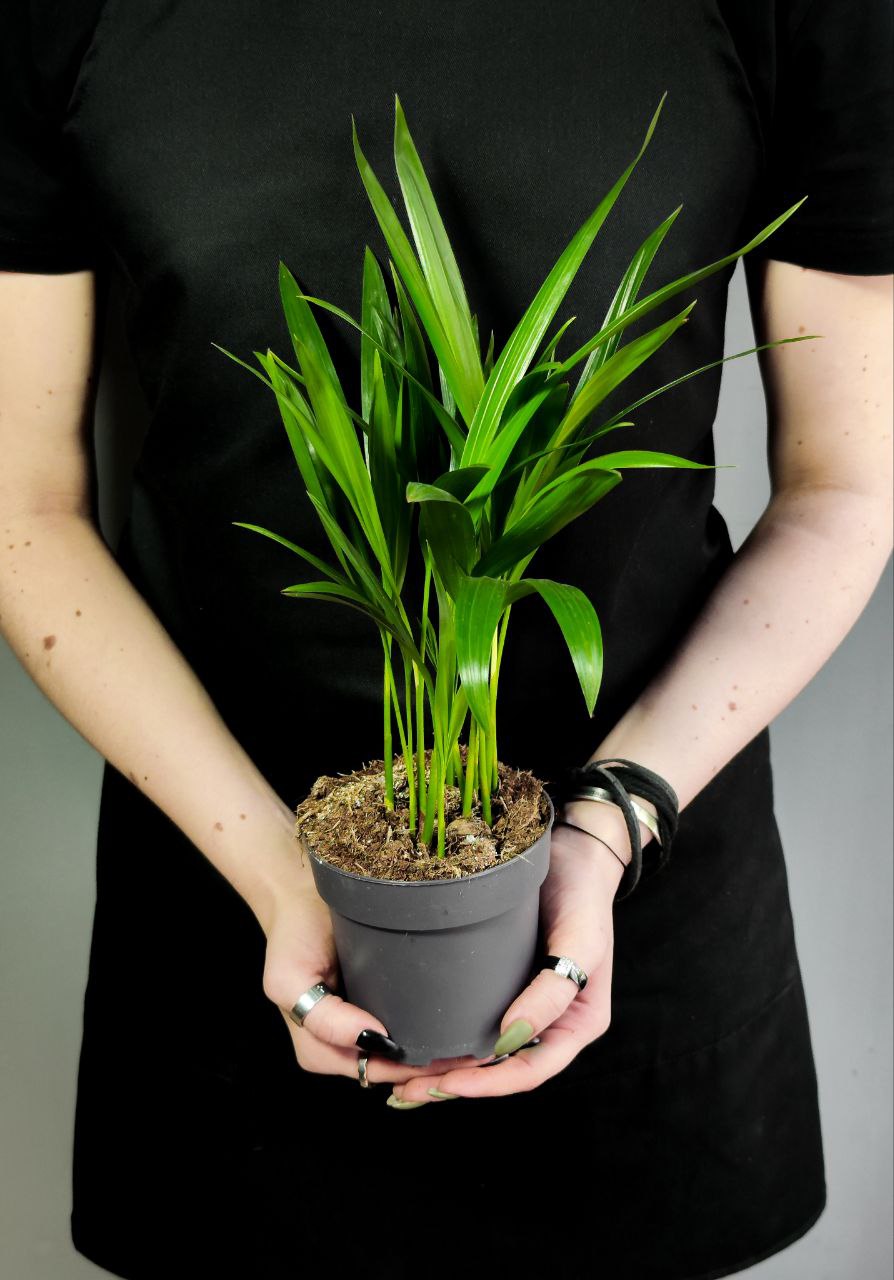 Пальма Дипсис Желтоватый (Dypsis Lutescens) D11см