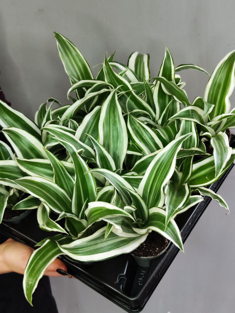 Драцена Фрагранс Вайт Джевел (Dracaena Dragontree White Jewel) D6см