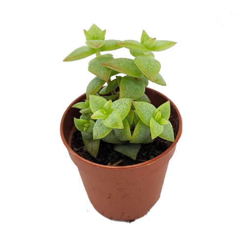 Крассула Продырявленная (Crassula Perforata) D5см