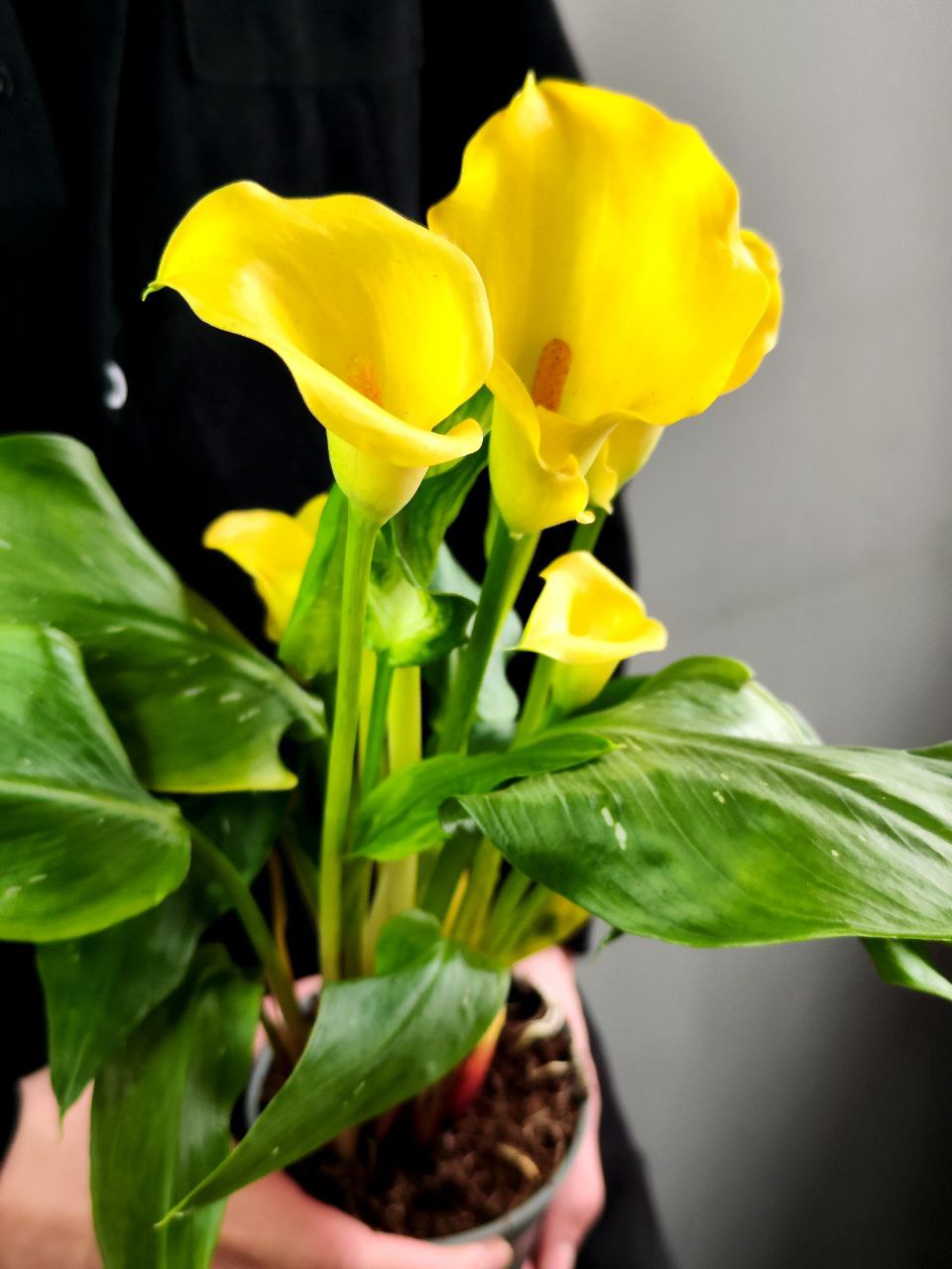 Зантедеския Желтая (Zantedeschia Yellow) D12см