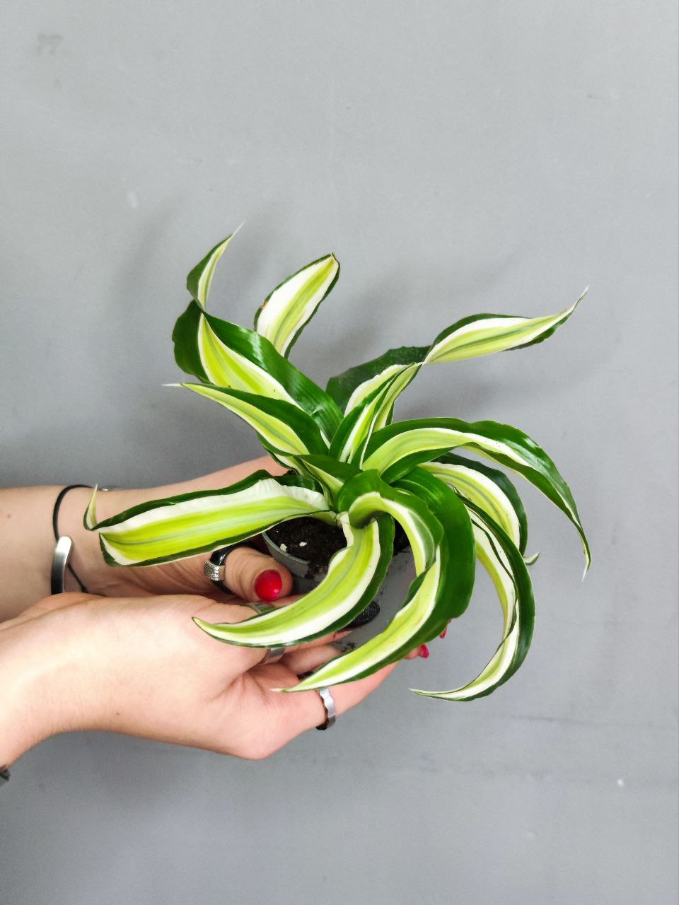 Драцена Фрагранс Малайка (Dracaena Dragontree Malaika) D6см