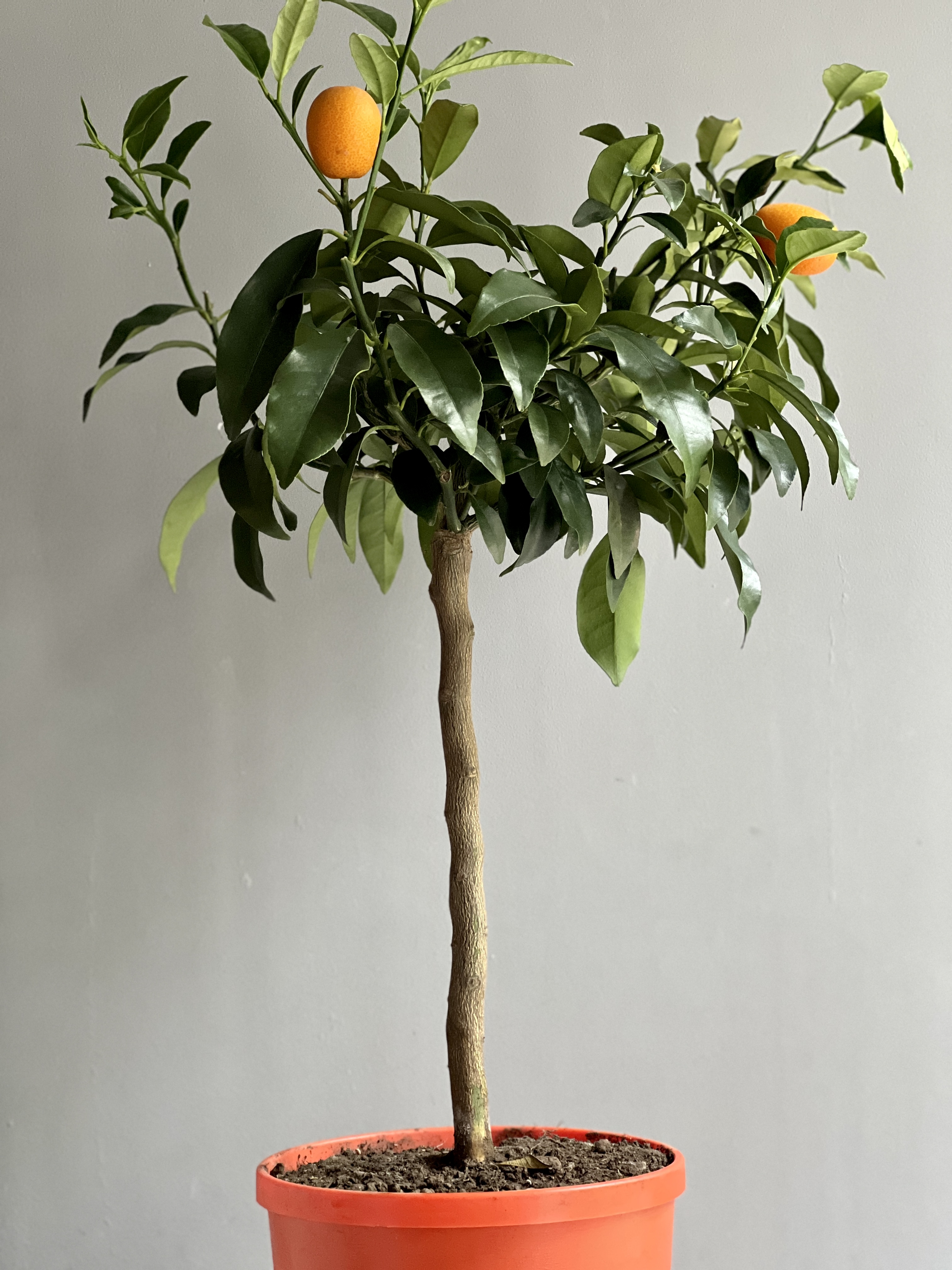 Цитрусовое дерево кумкват (Citrus kumquat) D19см