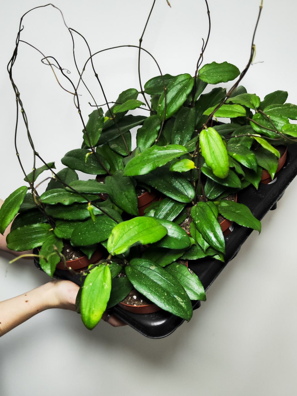 Хойя Эритрина (Hoya Erythrina) D12см