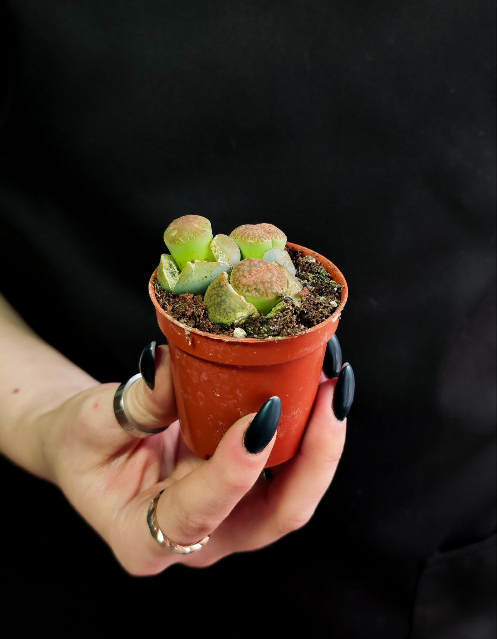 Буро - Коричневые Литопсы Аукамп (Lithops Aucampiae) D5см