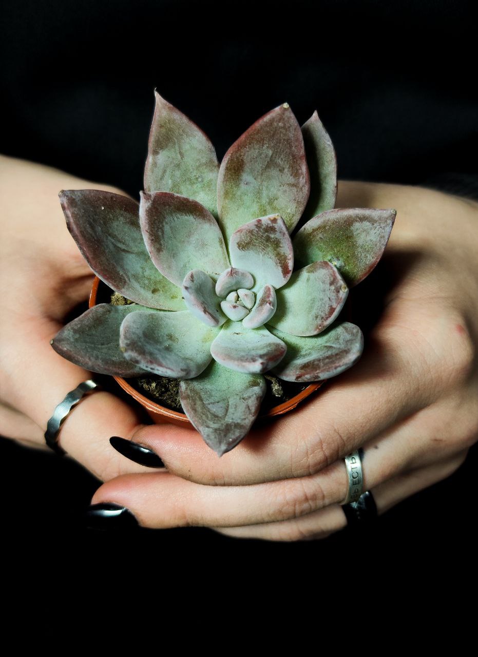 Эхеверия Сильвер Шайн (Echeveria Silver Shine) D5см