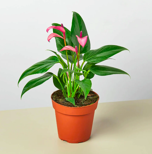 Антуриум Андре Зизу (Anthurium Andre Zizou) D9см
