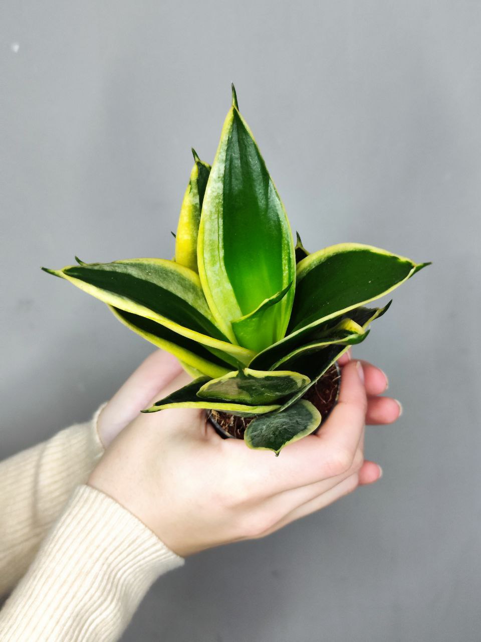 Сансевиерия Ханни Пагода (Sansevieria Hahnii Pagoda) D6см