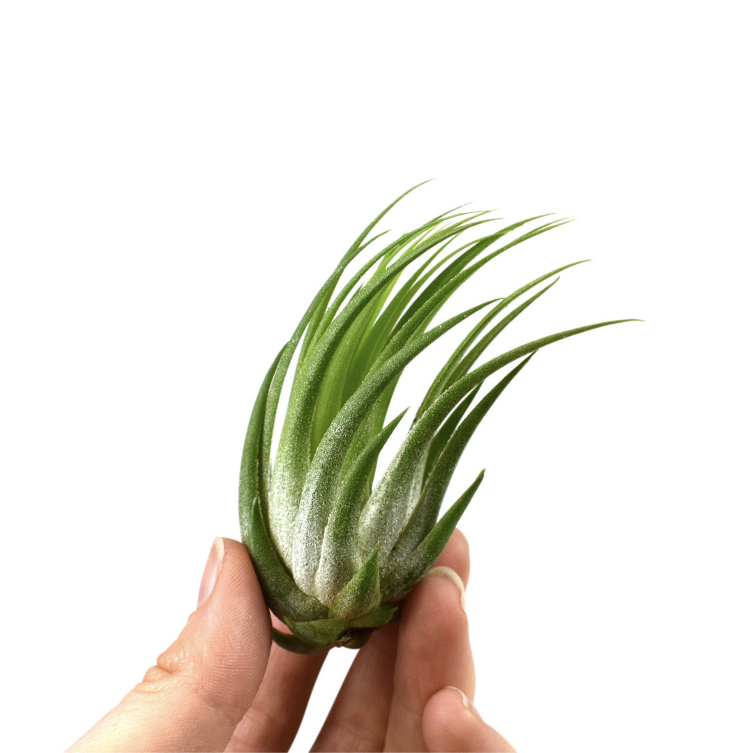 Тилландсия Ионанта Скапоза (Tillandsia Ionantha Scaposa)