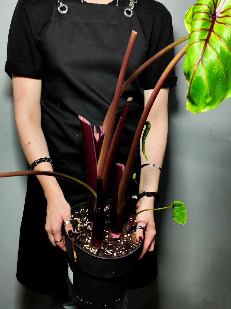Колоказия Маска Фараона Черная (Colocasia Pharaoh's Mask) D21см (КЛУБНИ)