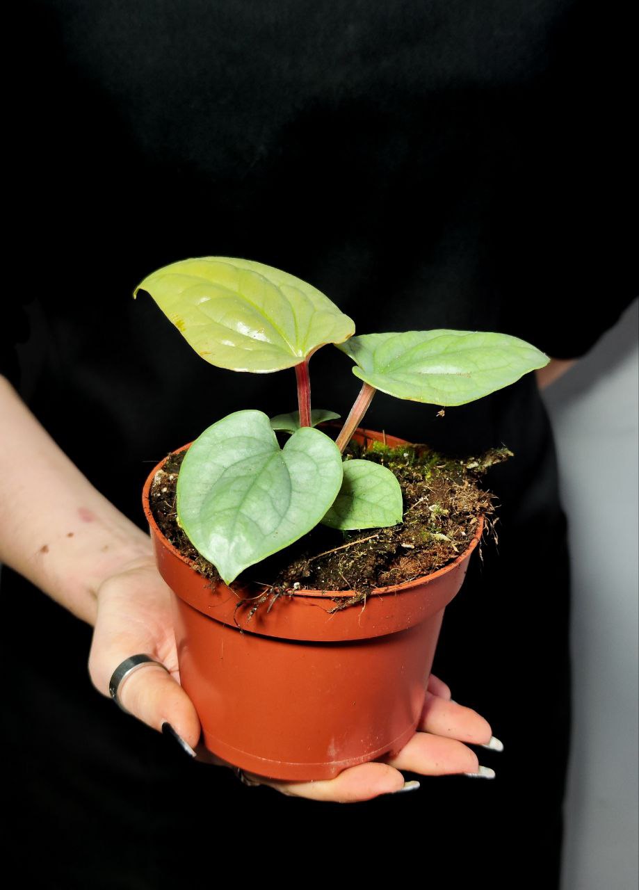 Антуриум Люксурианс (Anthurium Luxurians) D12см