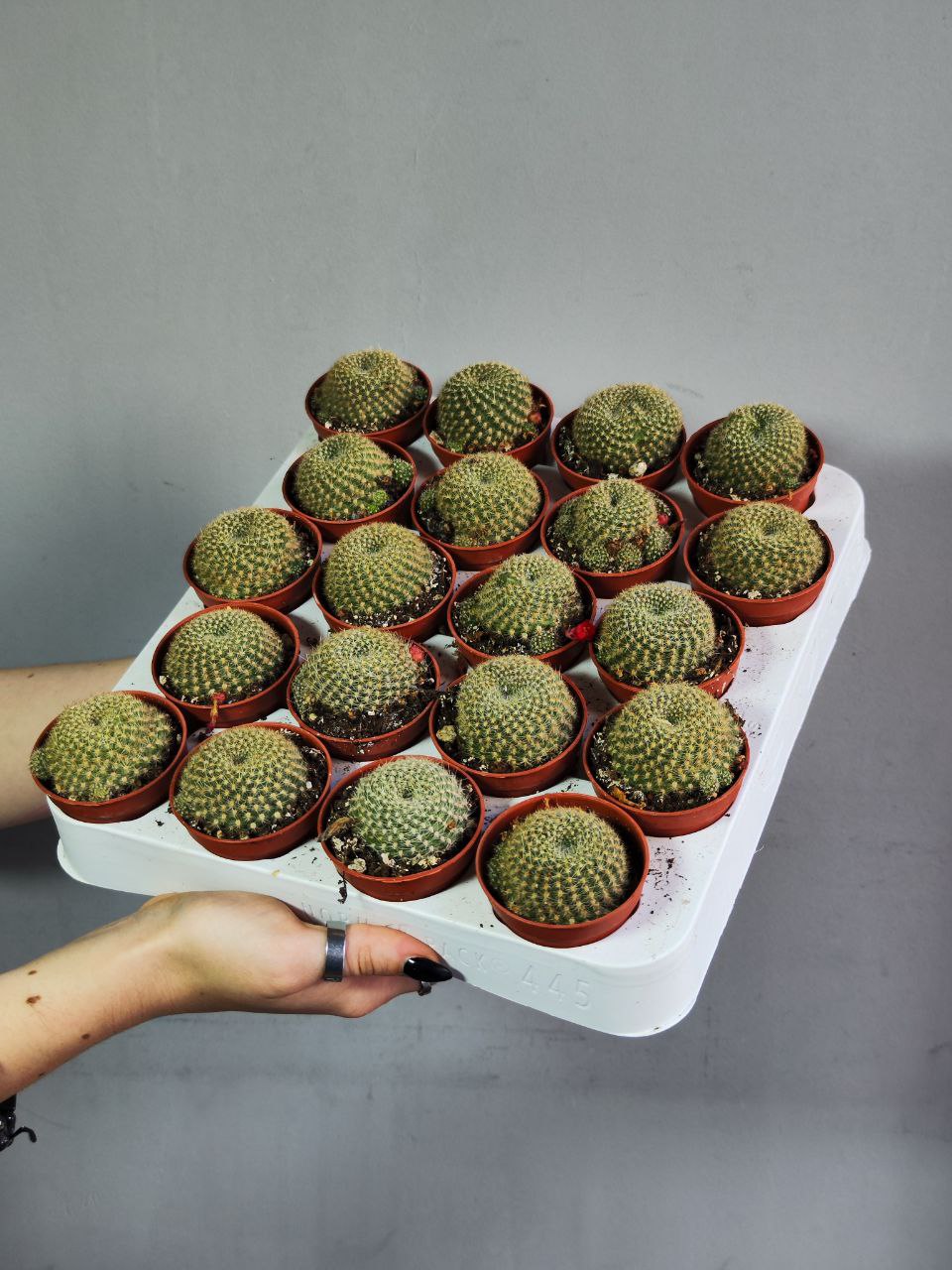 Кактус Ребуция Краинциана, Красная (Rebutia Krainziana) D5см