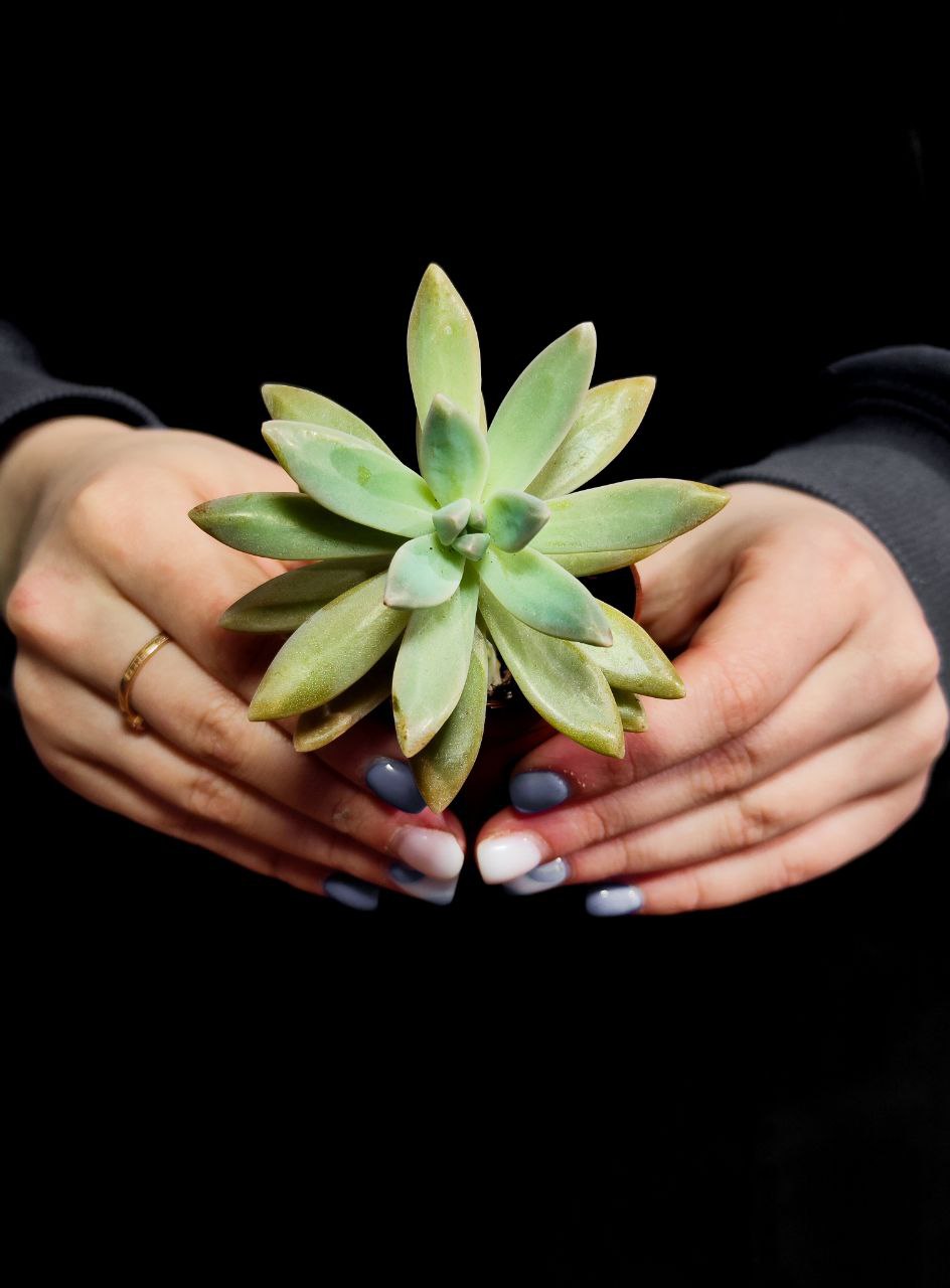 Пахифитум Контрерас (Pachyphytum Сontrerasii) D5см