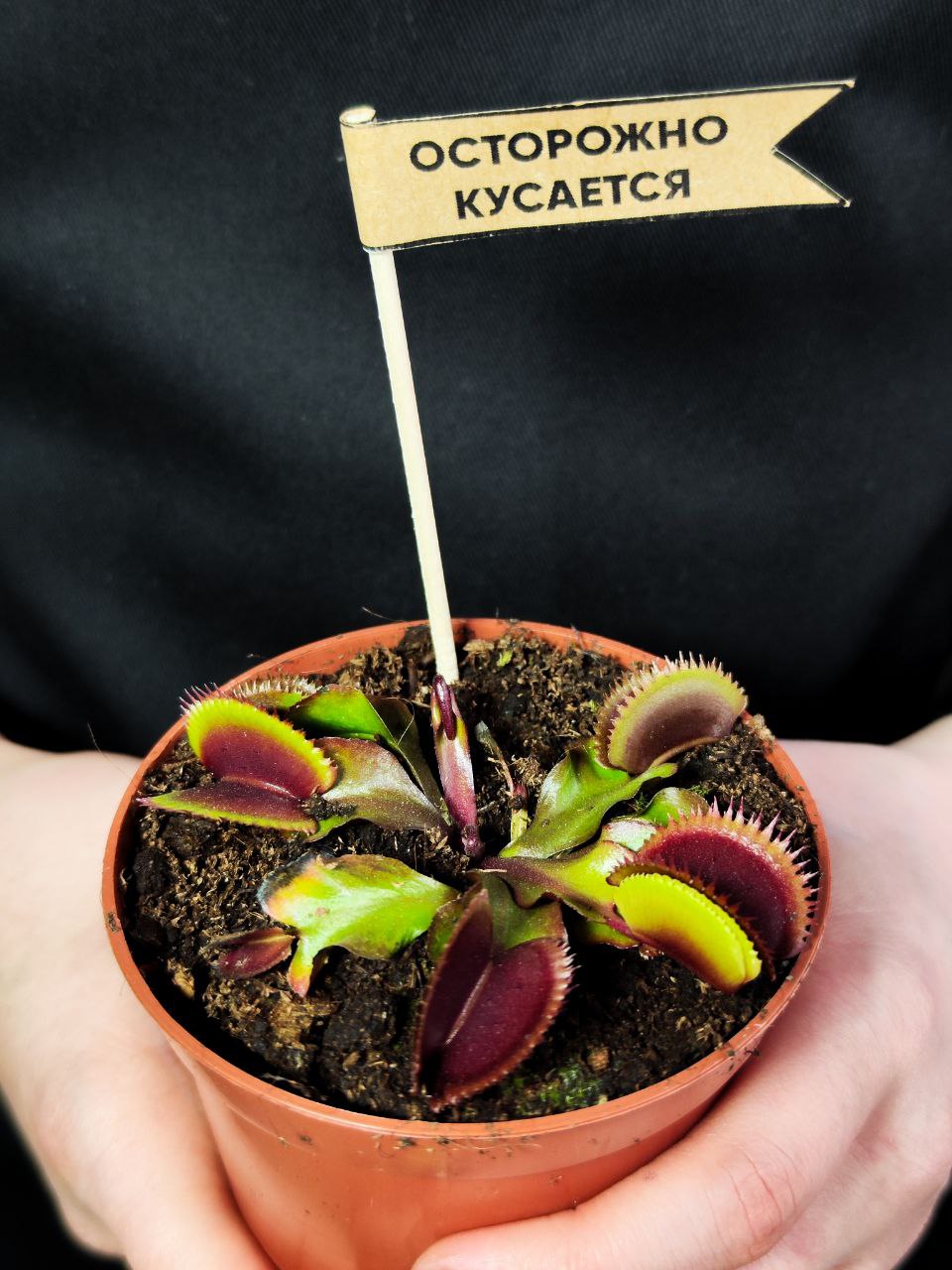Венерина Мухоловка "Красный Дракон" (Dionaea Muscipula Red Dragon) D9см