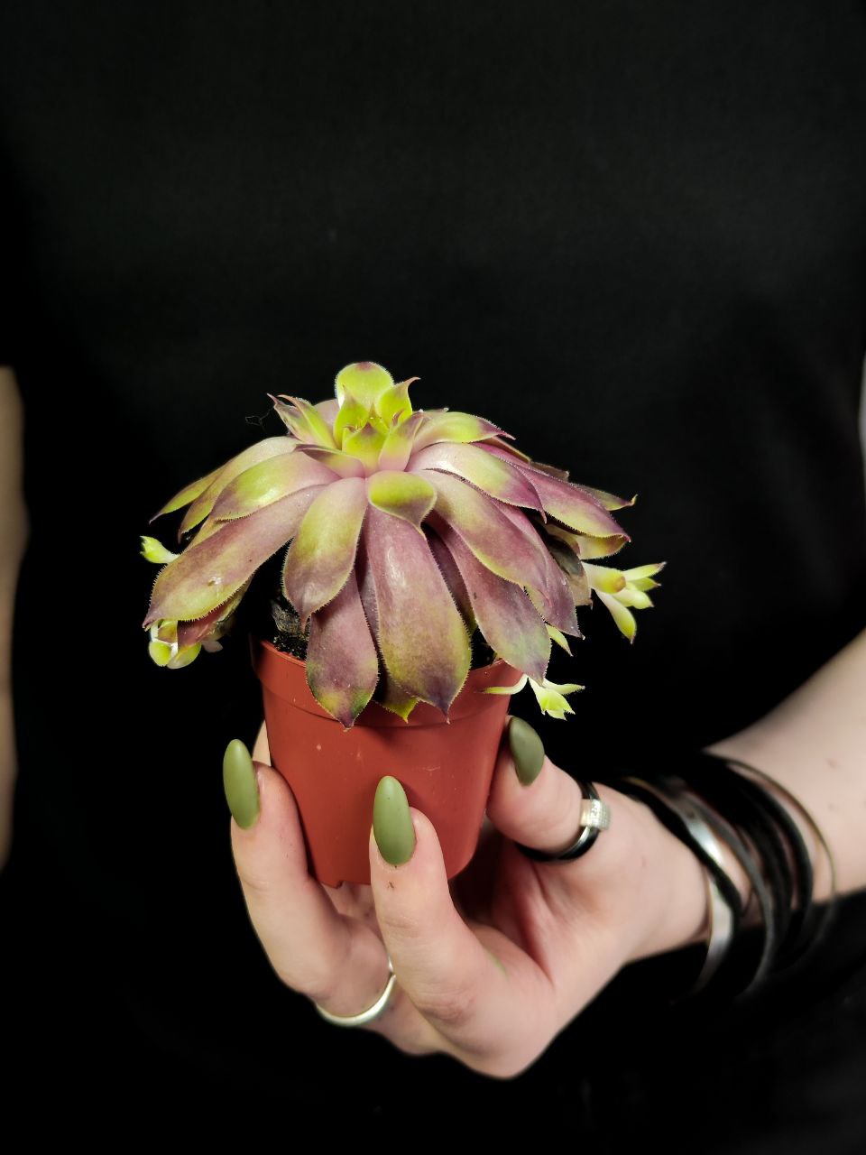 Молодило Кассиопея (Sempervivum Cassiopeia) D5см