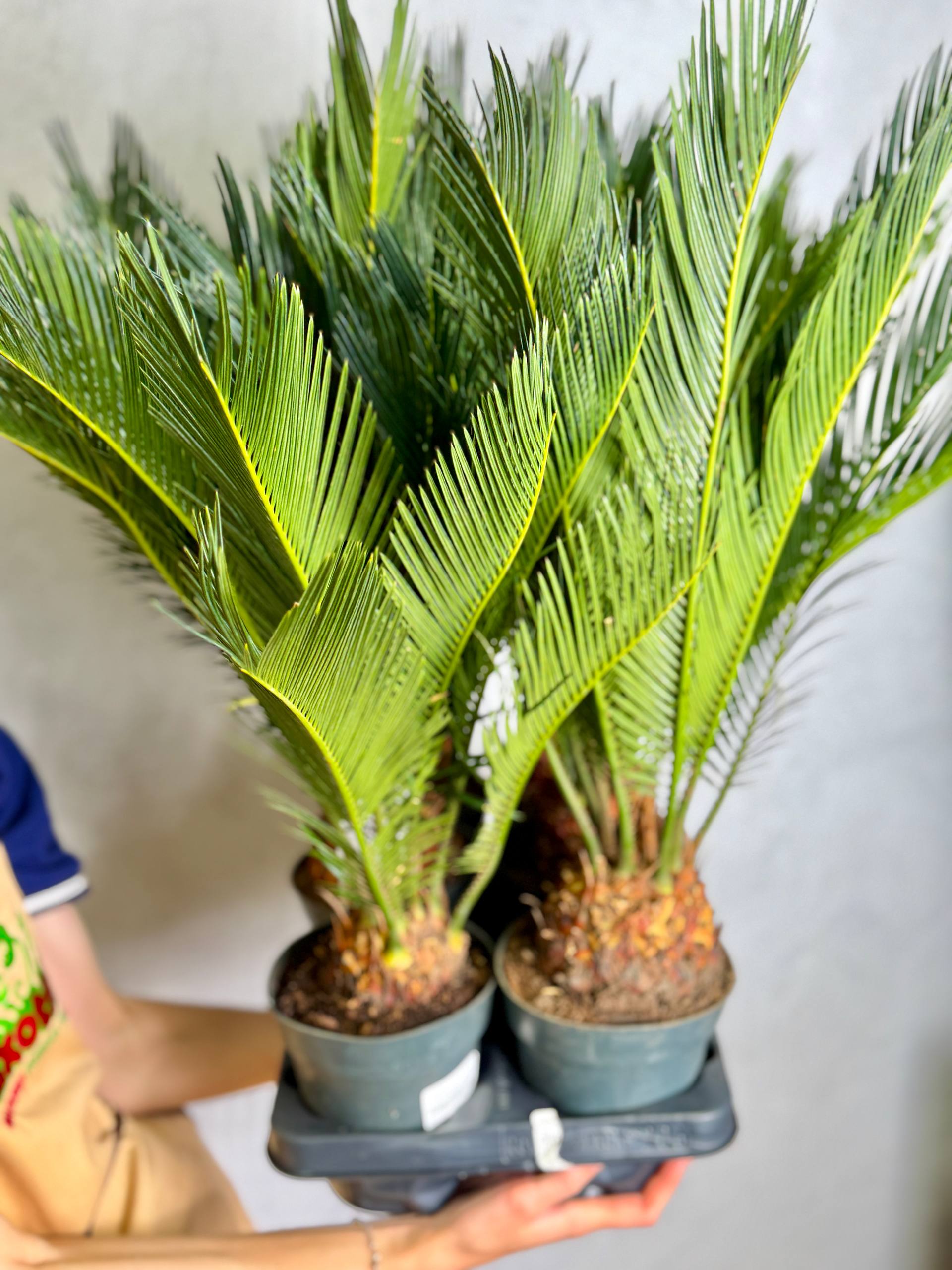 Цикас Революта (Cycas Revoluta) D14см