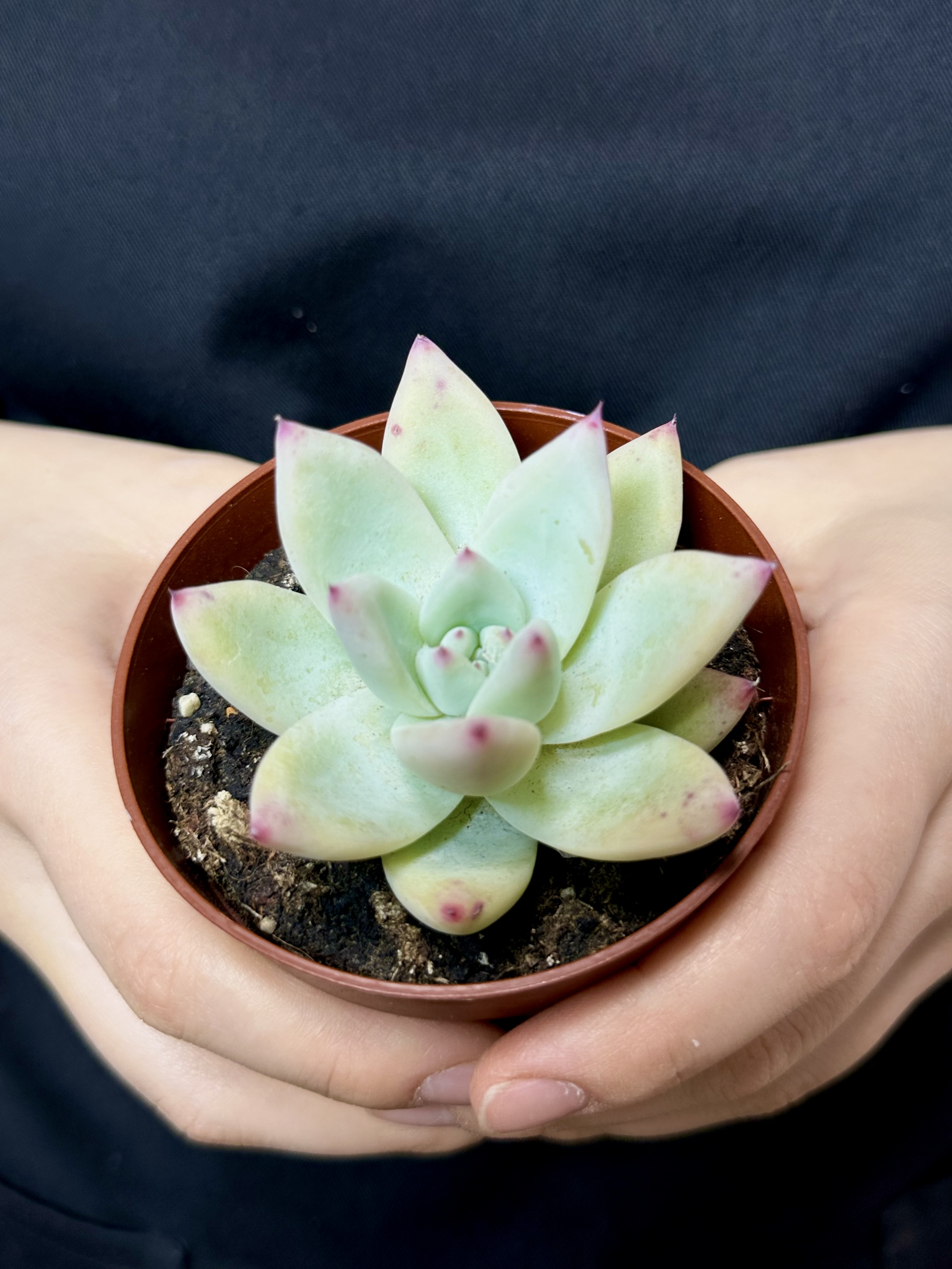 Эхеверия Мексиканский Гигант (Echeveria Mexican Giant) D8,5см