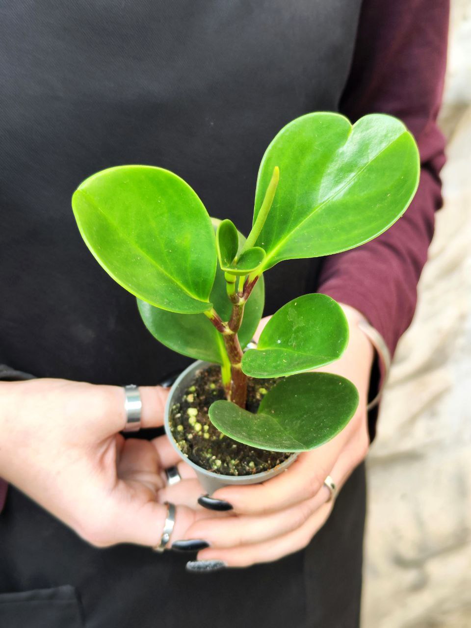 Пеперомия Туполистная Зеленая (Peperomia Obtusifolia Green) D5см