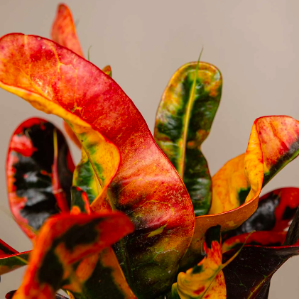 Кодиеум (Кротон) Мамми (Codiaeum Mammy) D9см