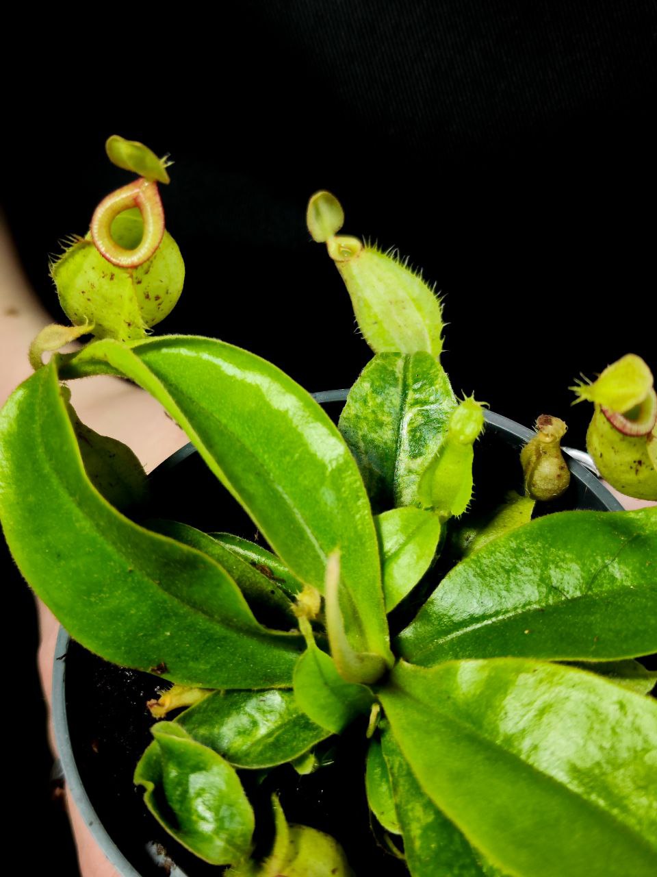 Непентес Марбл Хукериана (Nepenthes Hookeriana Marble) D9см