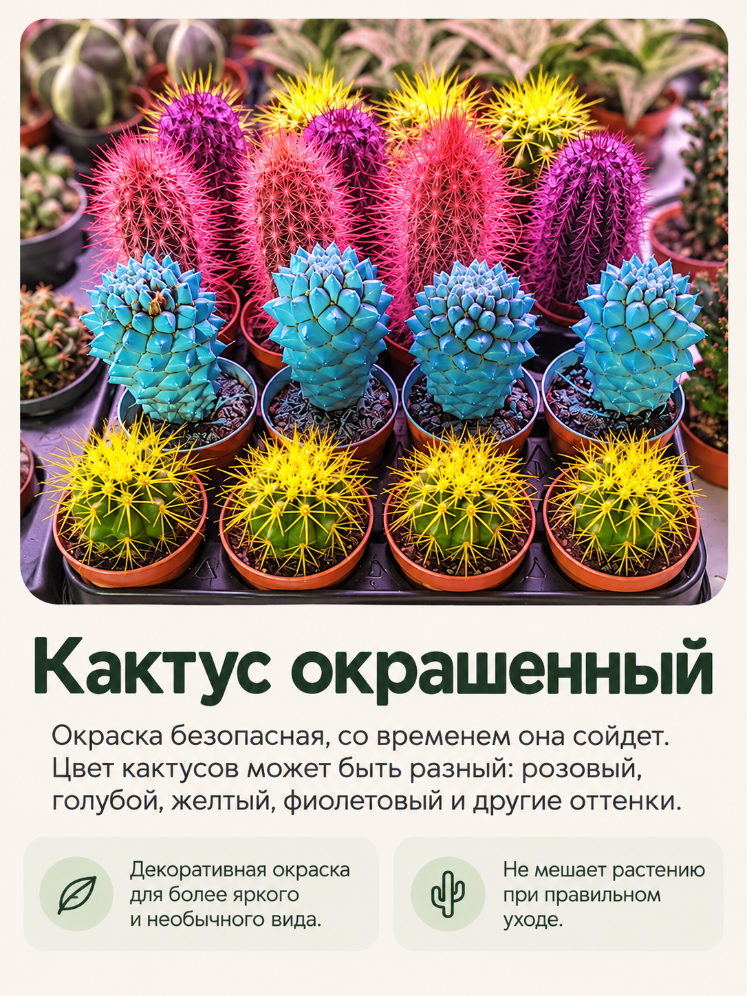 Кактус Цветной Окрашенный (Cactus Rainbow) D5см