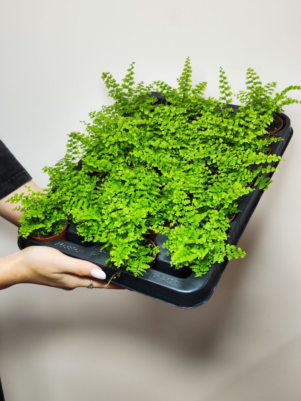 Нефролепис Грин Фэнтези (Nephrolepis Green Fantasy) D5см