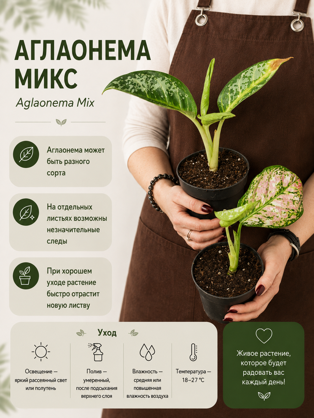 Аглаонема Микс УЦЕНКА (Aglaonema Mix) D12см